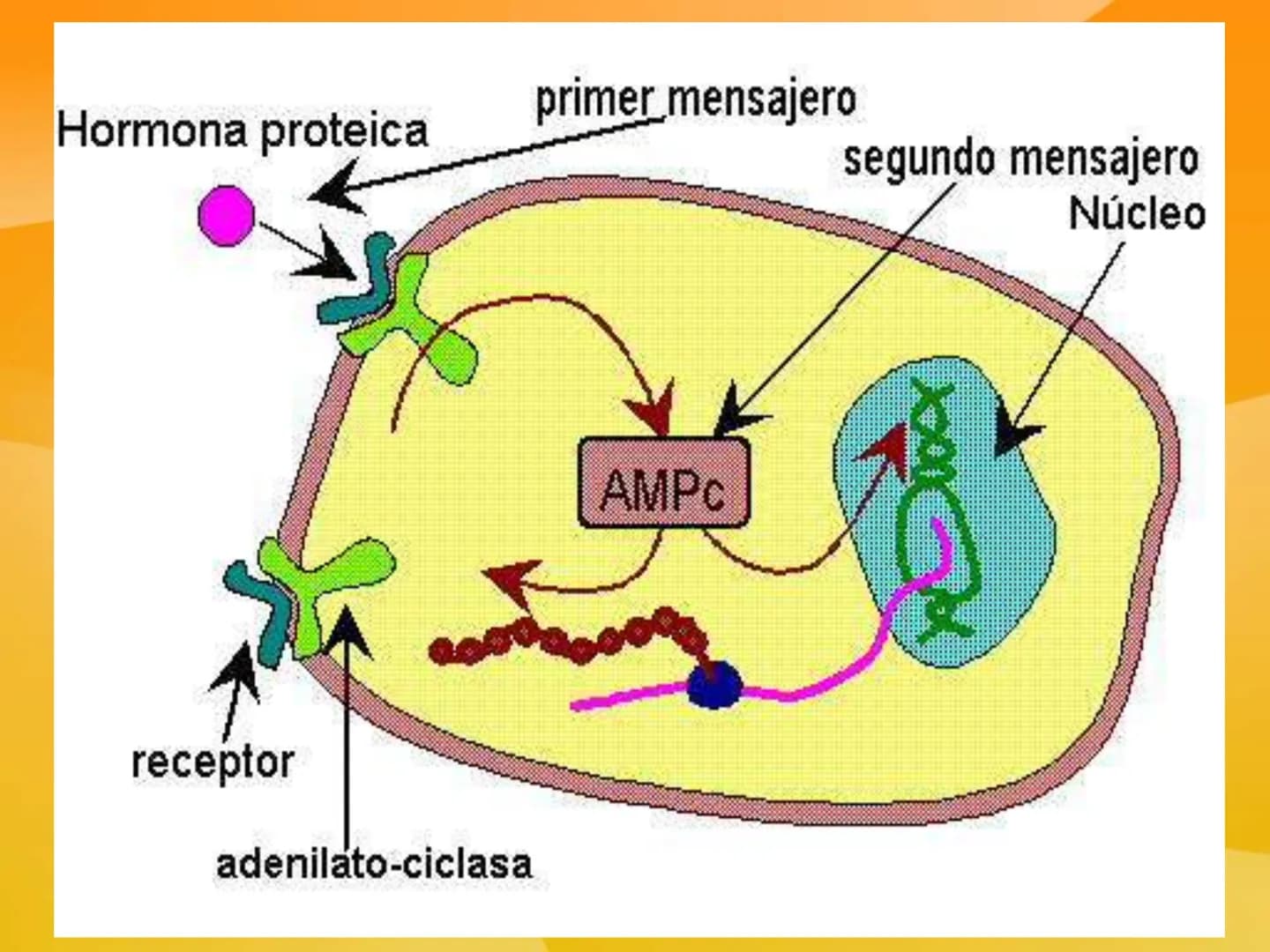 TEMA 9 (II):
SISTEMA
ENDOCRINO
Las células neurosecretoras
ubicadas en el hipotalamo
secretan hormonas libera-
doras e inhibitorias
Absorció