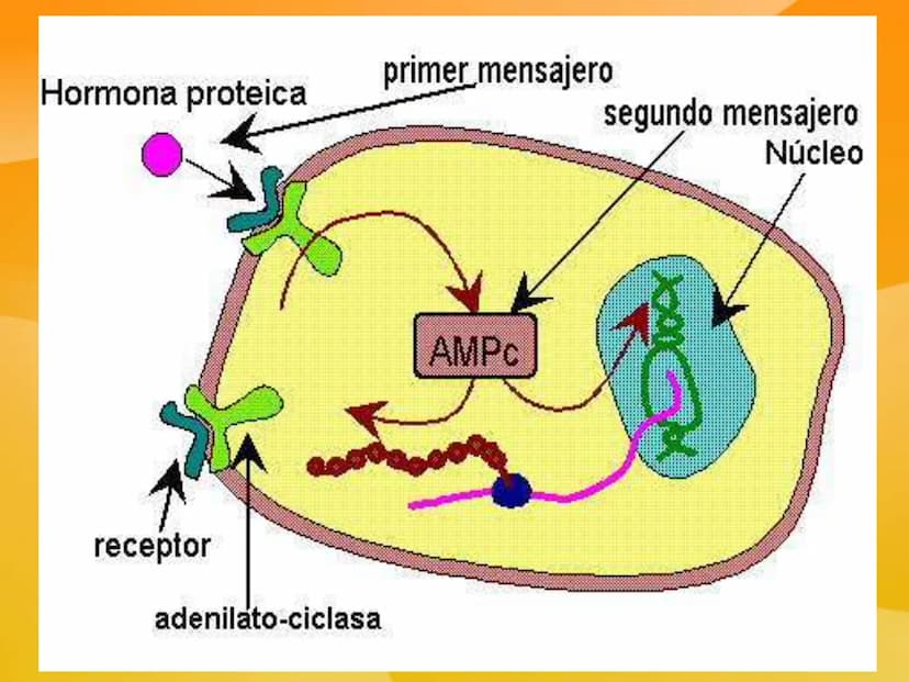 TEMA 9 (II):
SISTEMA
ENDOCRINO
Las células neurosecretoras
ubicadas en el hipotalamo
secretan hormonas libera-
doras e inhibitorias
Absorció