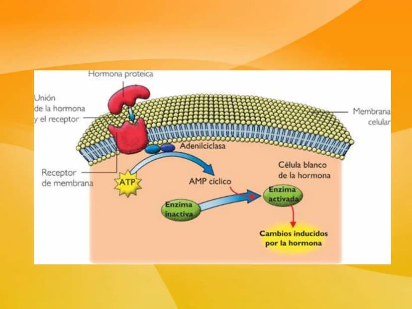 TEMA 9 (II):
SISTEMA
ENDOCRINO
Las células neurosecretoras
ubicadas en el hipotalamo
secretan hormonas libera-
doras e inhibitorias
Absorció