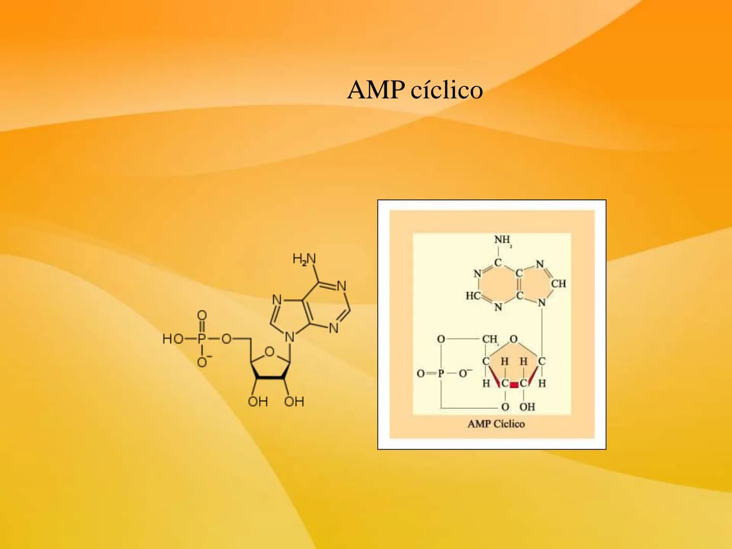 TEMA 9 (II):
SISTEMA
ENDOCRINO
Las células neurosecretoras
ubicadas en el hipotalamo
secretan hormonas libera-
doras e inhibitorias
Absorció