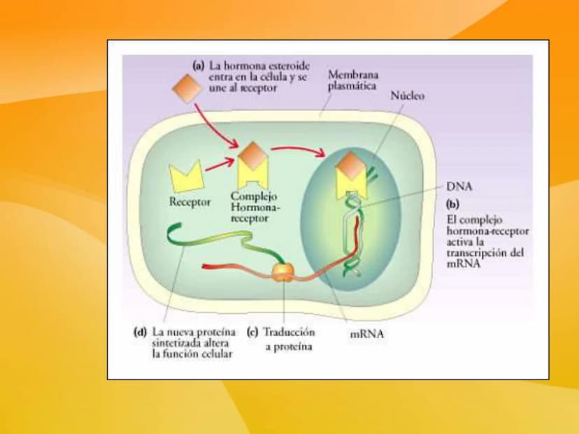 TEMA 9 (II):
SISTEMA
ENDOCRINO
Las células neurosecretoras
ubicadas en el hipotalamo
secretan hormonas libera-
doras e inhibitorias
Absorció