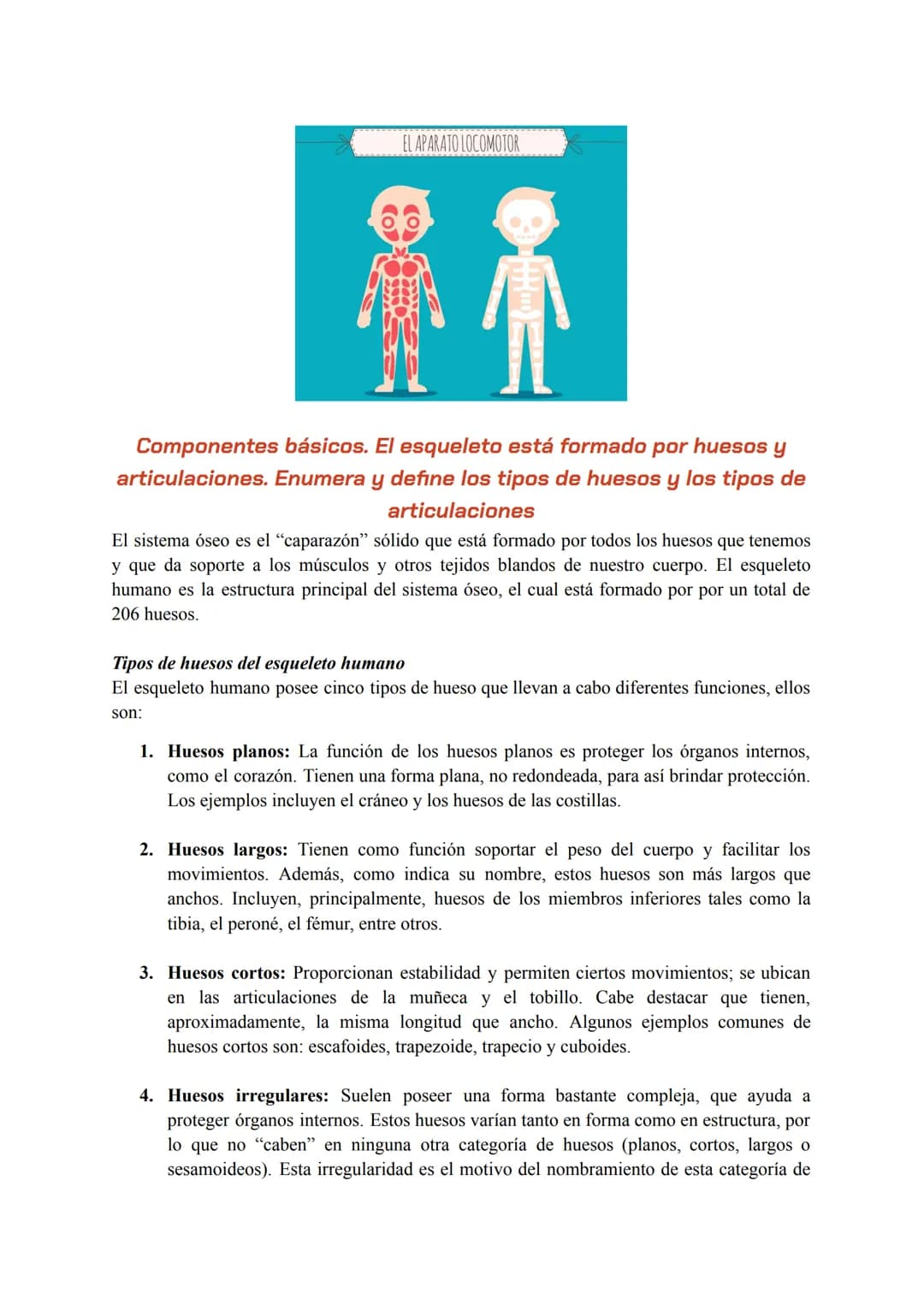 ¿Quién produce el
movimiento? ÍNDICE
1. ¿Cuál es la función del aparato locomotor?
2.
3
Componentes básicos. El esqueleto está formado por h