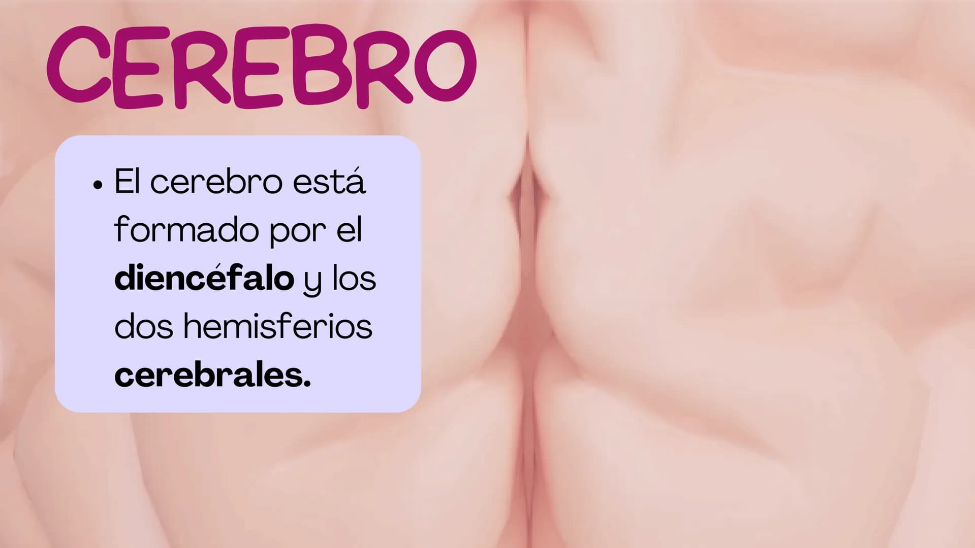 SIST.
NERVIOSO
CENTRAL
Antomía 1º de Bach ÍNDICE
1. Sistema nervioso central
2. Encéfalo
3. Tronco del encéfalo
4. Cerebelo
5. Cerebro ¿Qué 