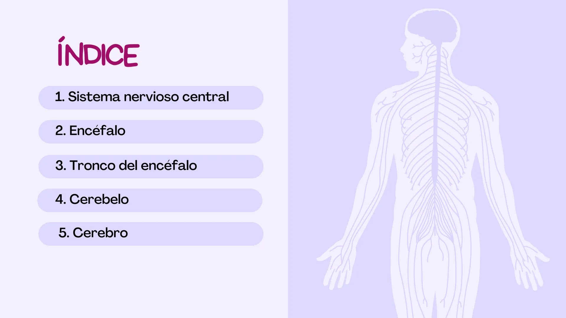SIST.
NERVIOSO
CENTRAL
Antomía 1º de Bach ÍNDICE
1. Sistema nervioso central
2. Encéfalo
3. Tronco del encéfalo
4. Cerebelo
5. Cerebro ¿Qué 