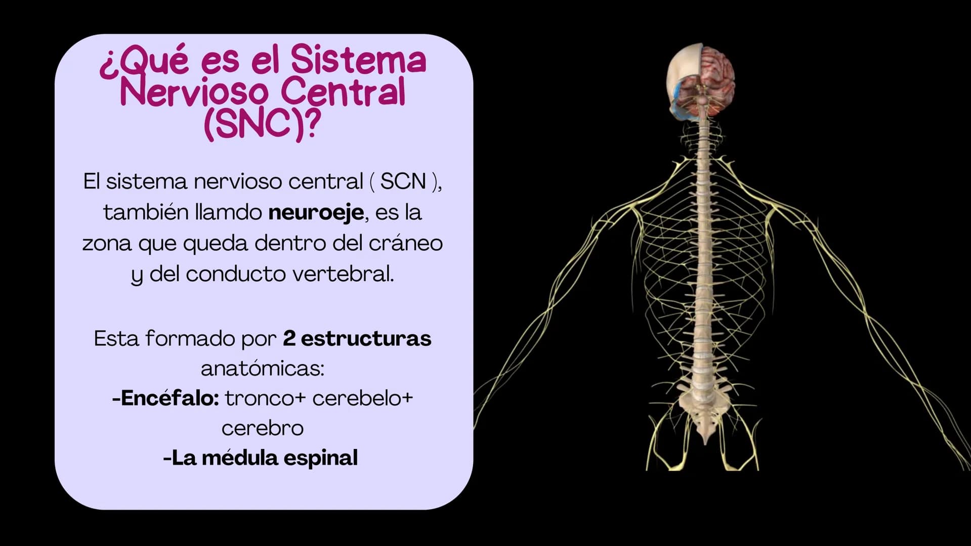 SIST.
NERVIOSO
CENTRAL
Antomía 1º de Bach ÍNDICE
1. Sistema nervioso central
2. Encéfalo
3. Tronco del encéfalo
4. Cerebelo
5. Cerebro ¿Qué 