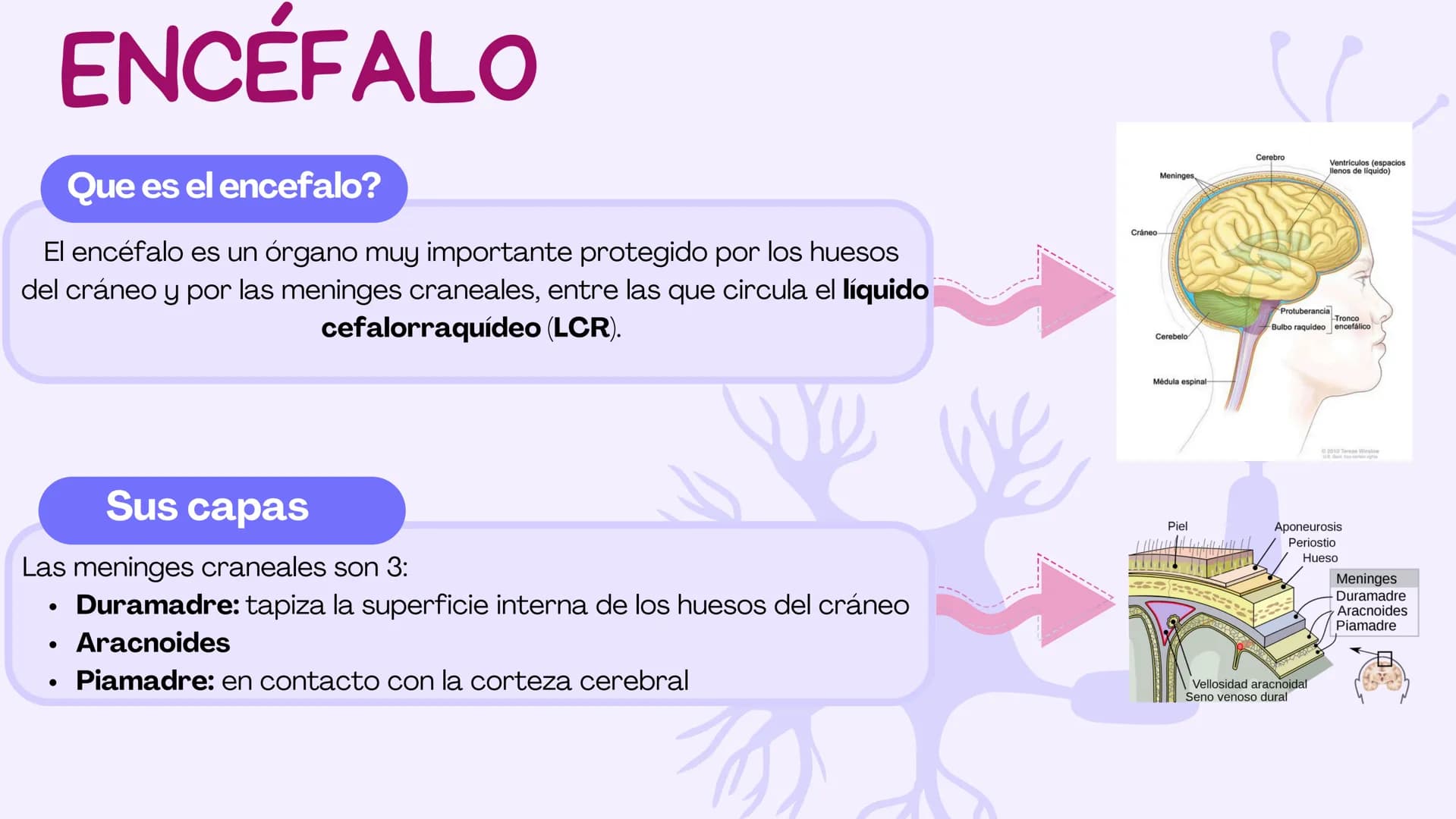 SIST.
NERVIOSO
CENTRAL
Antomía 1º de Bach ÍNDICE
1. Sistema nervioso central
2. Encéfalo
3. Tronco del encéfalo
4. Cerebelo
5. Cerebro ¿Qué 