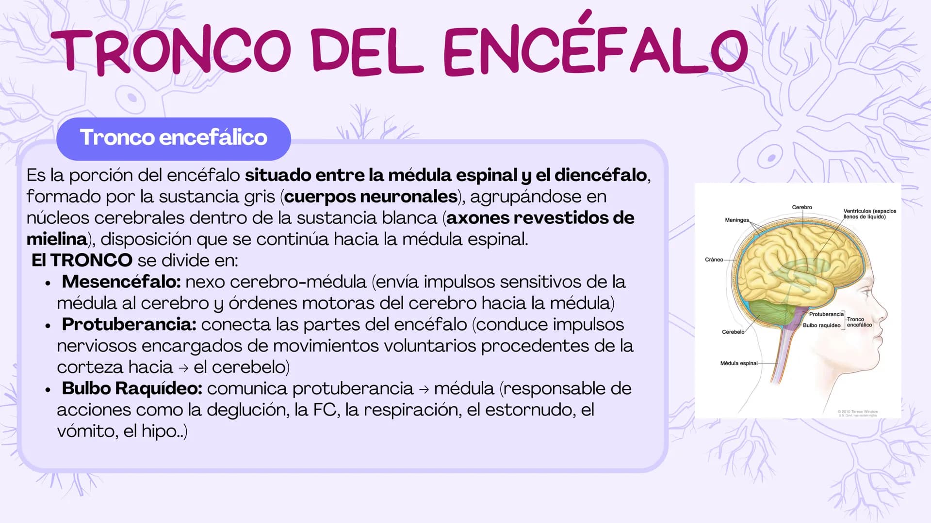 SIST.
NERVIOSO
CENTRAL
Antomía 1º de Bach ÍNDICE
1. Sistema nervioso central
2. Encéfalo
3. Tronco del encéfalo
4. Cerebelo
5. Cerebro ¿Qué 