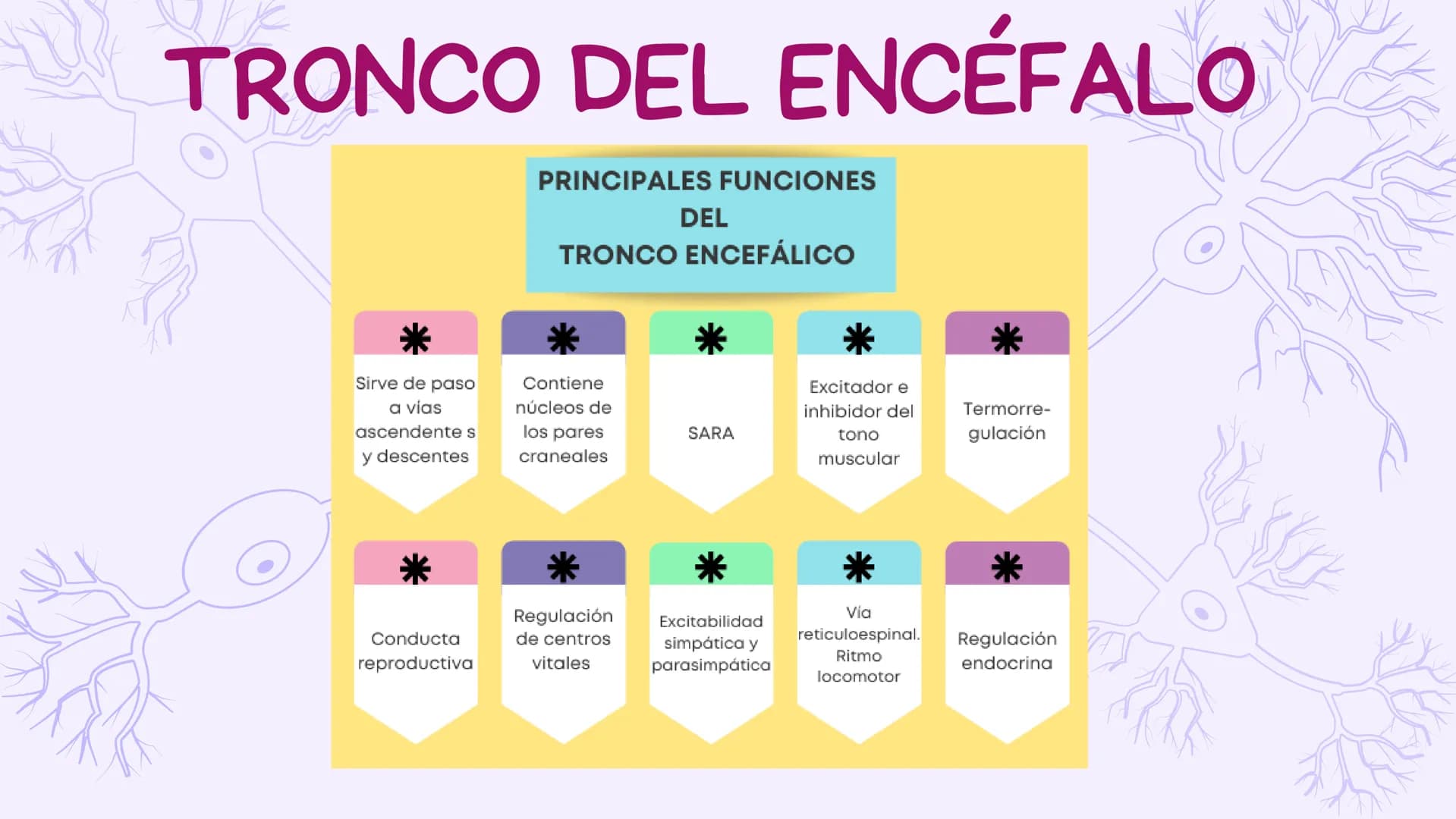 SIST.
NERVIOSO
CENTRAL
Antomía 1º de Bach ÍNDICE
1. Sistema nervioso central
2. Encéfalo
3. Tronco del encéfalo
4. Cerebelo
5. Cerebro ¿Qué 