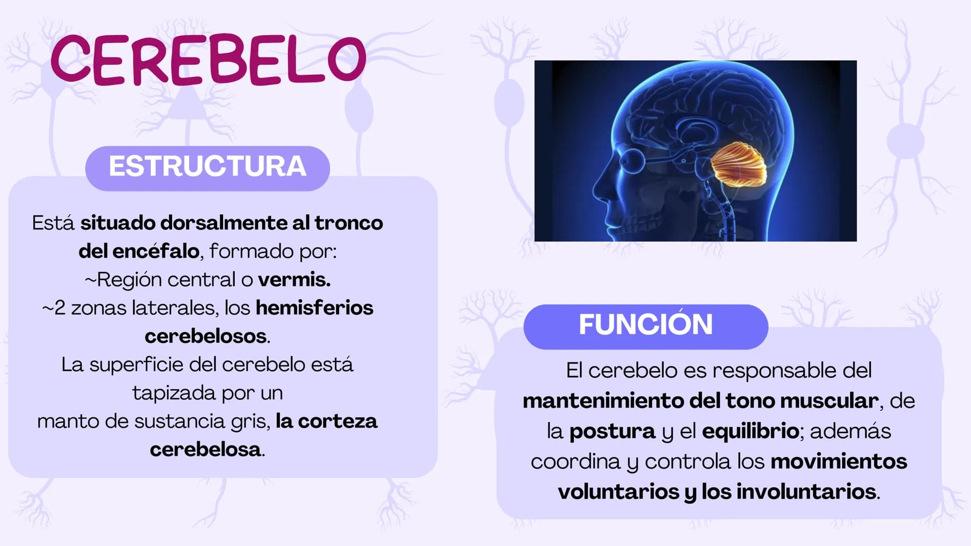 SIST.
NERVIOSO
CENTRAL
Antomía 1º de Bach ÍNDICE
1. Sistema nervioso central
2. Encéfalo
3. Tronco del encéfalo
4. Cerebelo
5. Cerebro ¿Qué 