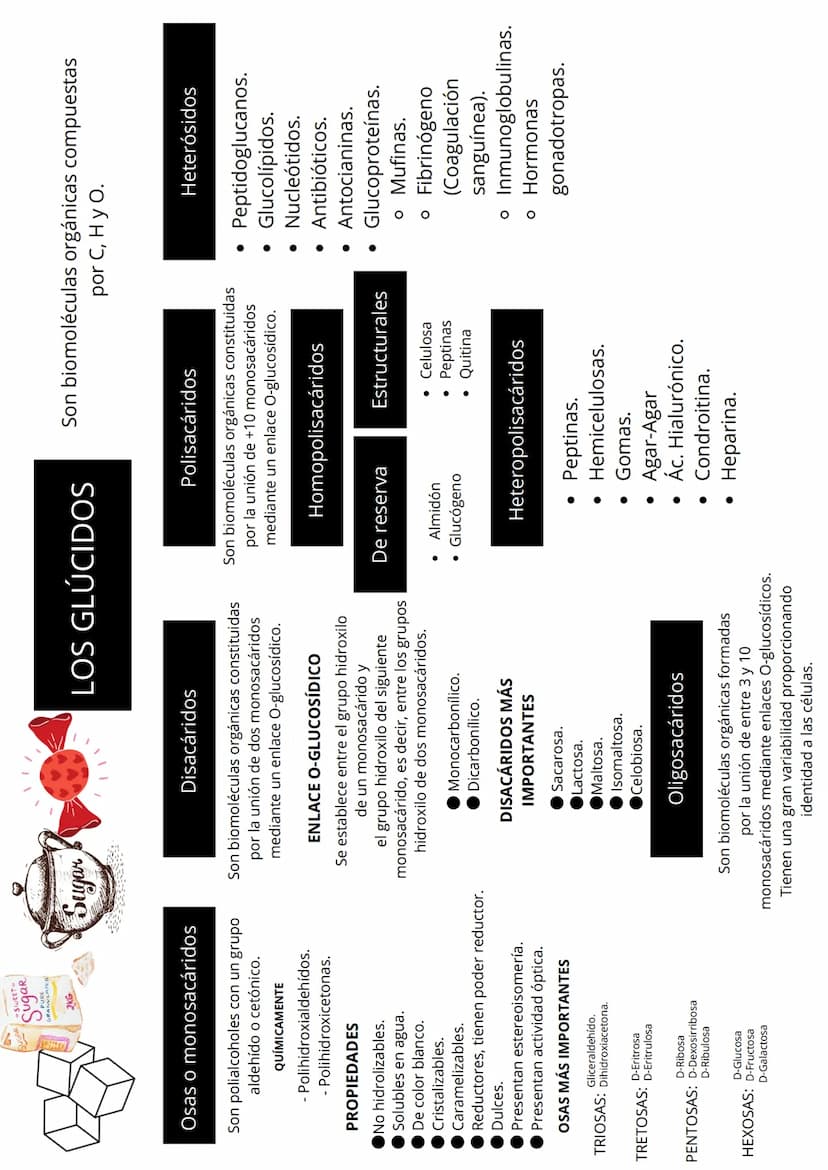 TEMA 2: LOS GLÚCIDOS
CONTENIDOS
1:Características generales y clasificación de los glúcidos.
2:Los monosacáridos.
• 2.1: Definición.
• 2.2: 