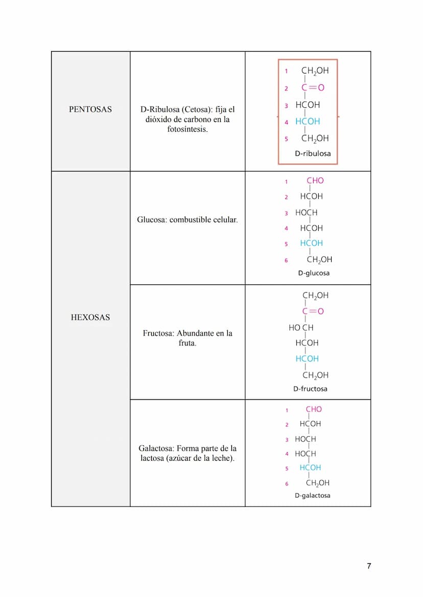 TEMA 2: LOS GLÚCIDOS
CONTENIDOS
1:Características generales y clasificación de los glúcidos.
2:Los monosacáridos.
• 2.1: Definición.
• 2.2: 