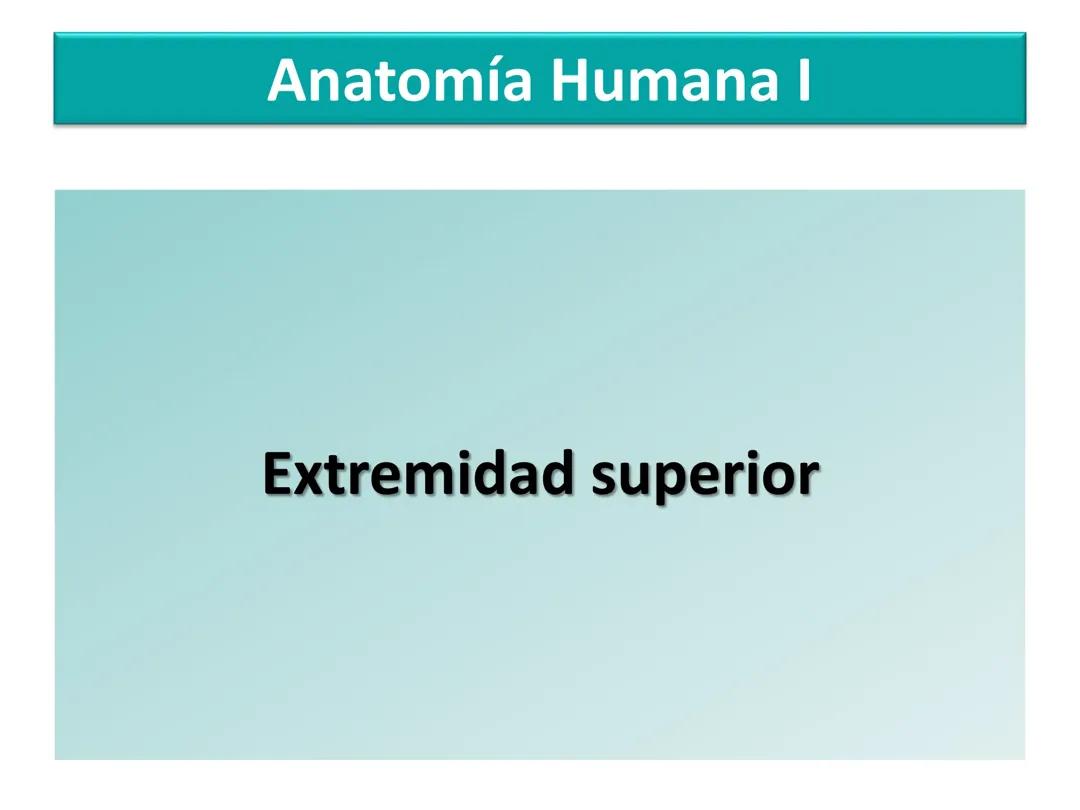 Osteología del Miembro Superior: Todo lo que Necesitas Saber