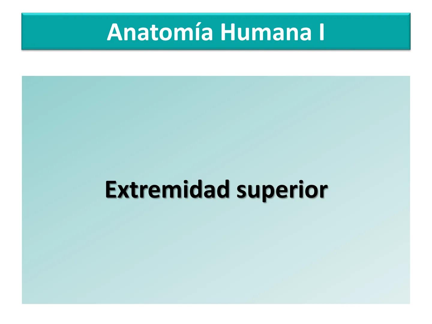 Anatomía Humana I
Extremidad superior Escápula - Anterior
Acromion
Apófisis
coracoides
Cavidad
glenoidea
Cuello
Tubérculo
intraglenoideo
Sup