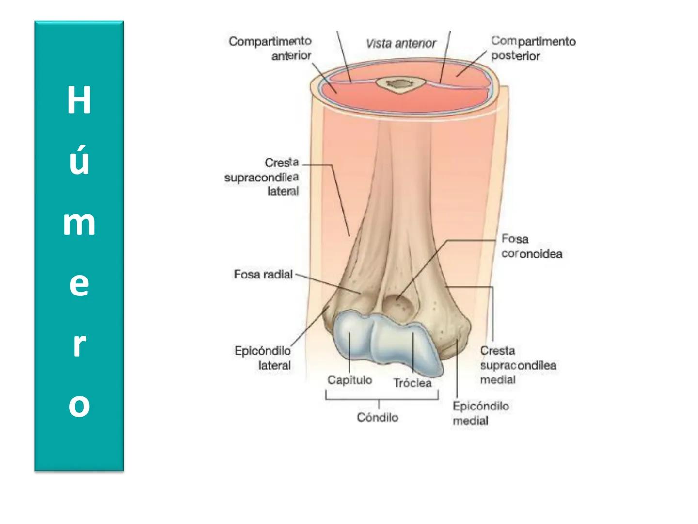 Anatomía Humana I
Extremidad superior Escápula - Anterior
Acromion
Apófisis
coracoides
Cavidad
glenoidea
Cuello
Tubérculo
intraglenoideo
Sup