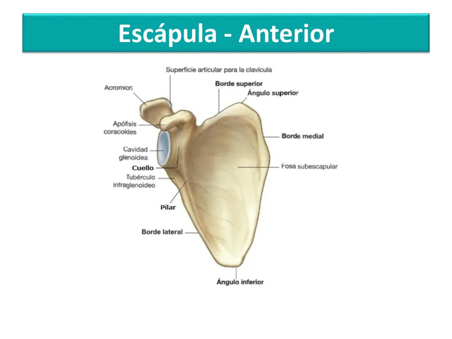 Anatomía Humana I
Extremidad superior Escápula - Anterior
Acromion
Apófisis
coracoides
Cavidad
glenoidea
Cuello
Tubérculo
intraglenoideo
Sup