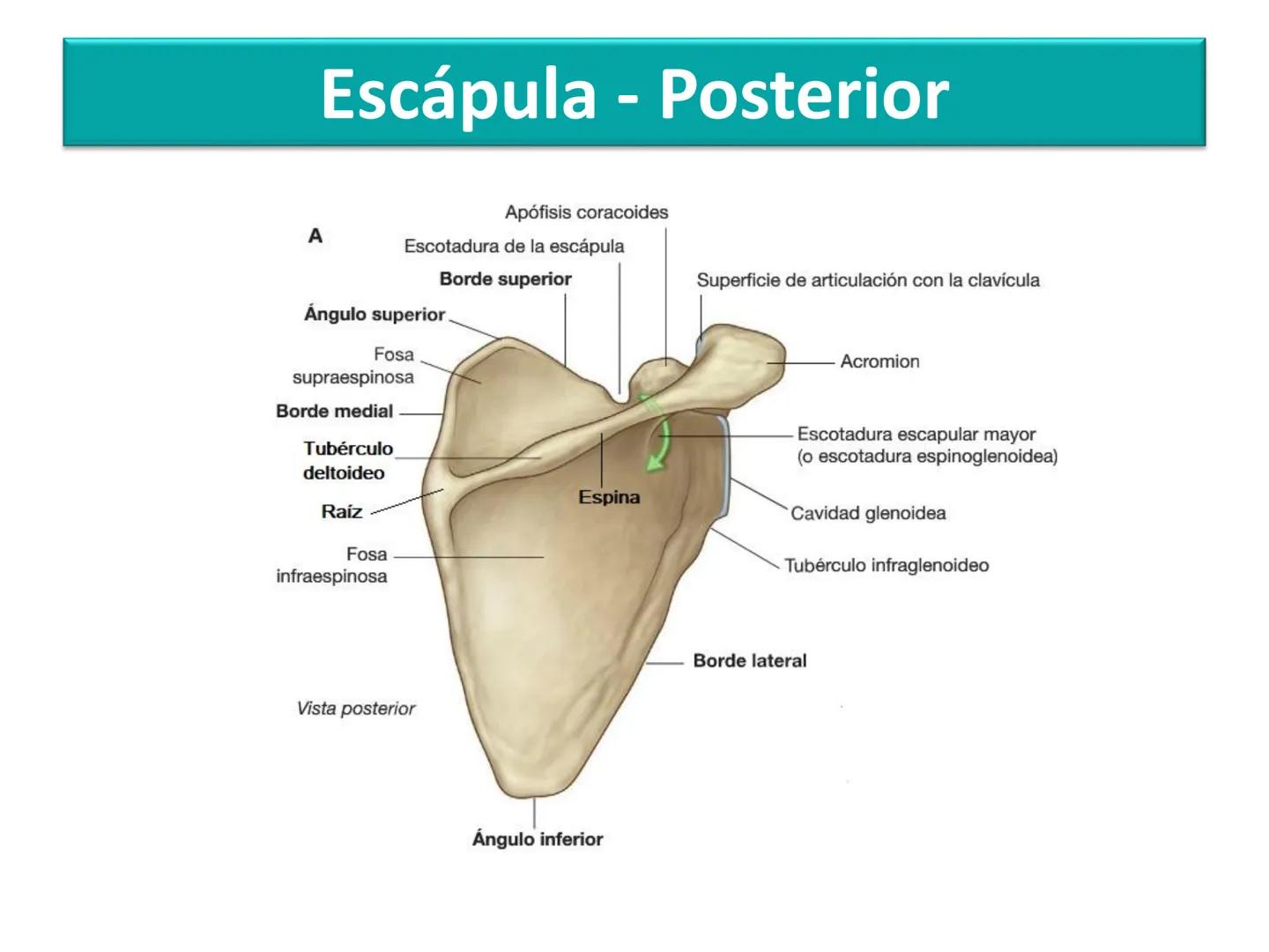Anatomía Humana I
Extremidad superior Escápula - Anterior
Acromion
Apófisis
coracoides
Cavidad
glenoidea
Cuello
Tubérculo
intraglenoideo
Sup