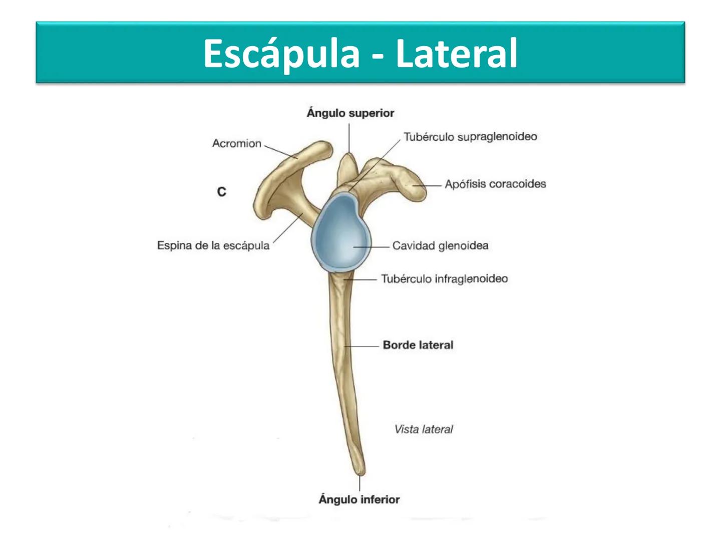 Anatomía Humana I
Extremidad superior Escápula - Anterior
Acromion
Apófisis
coracoides
Cavidad
glenoidea
Cuello
Tubérculo
intraglenoideo
Sup