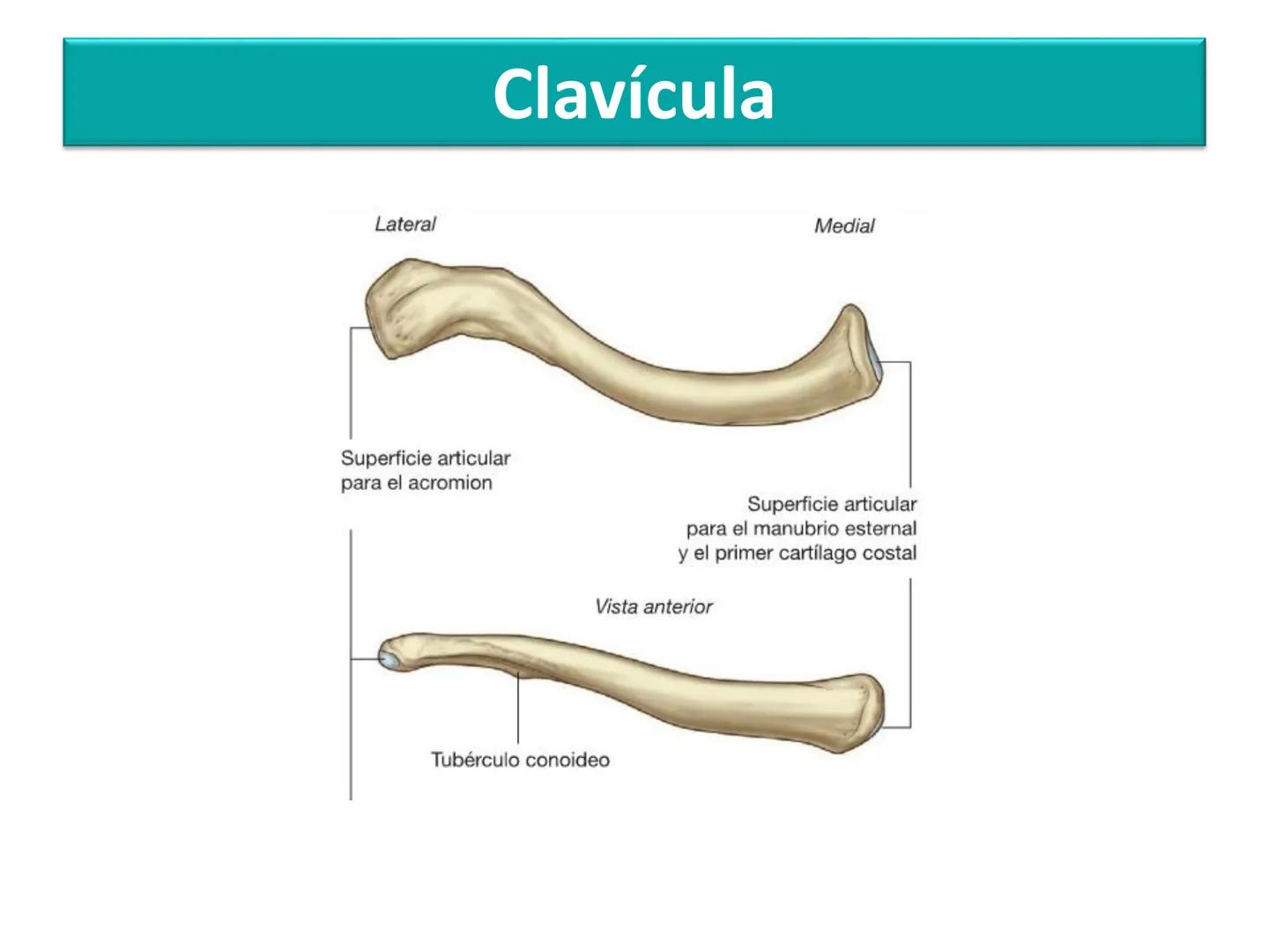 Anatomía Humana I
Extremidad superior Escápula - Anterior
Acromion
Apófisis
coracoides
Cavidad
glenoidea
Cuello
Tubérculo
intraglenoideo
Sup