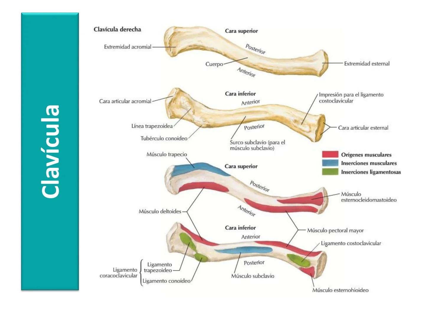 Anatomía Humana I
Extremidad superior Escápula - Anterior
Acromion
Apófisis
coracoides
Cavidad
glenoidea
Cuello
Tubérculo
intraglenoideo
Sup