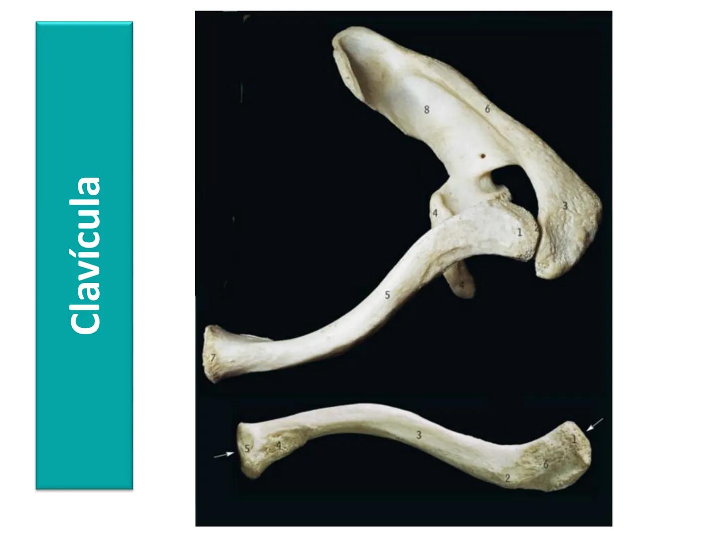 Anatomía Humana I
Extremidad superior Escápula - Anterior
Acromion
Apófisis
coracoides
Cavidad
glenoidea
Cuello
Tubérculo
intraglenoideo
Sup
