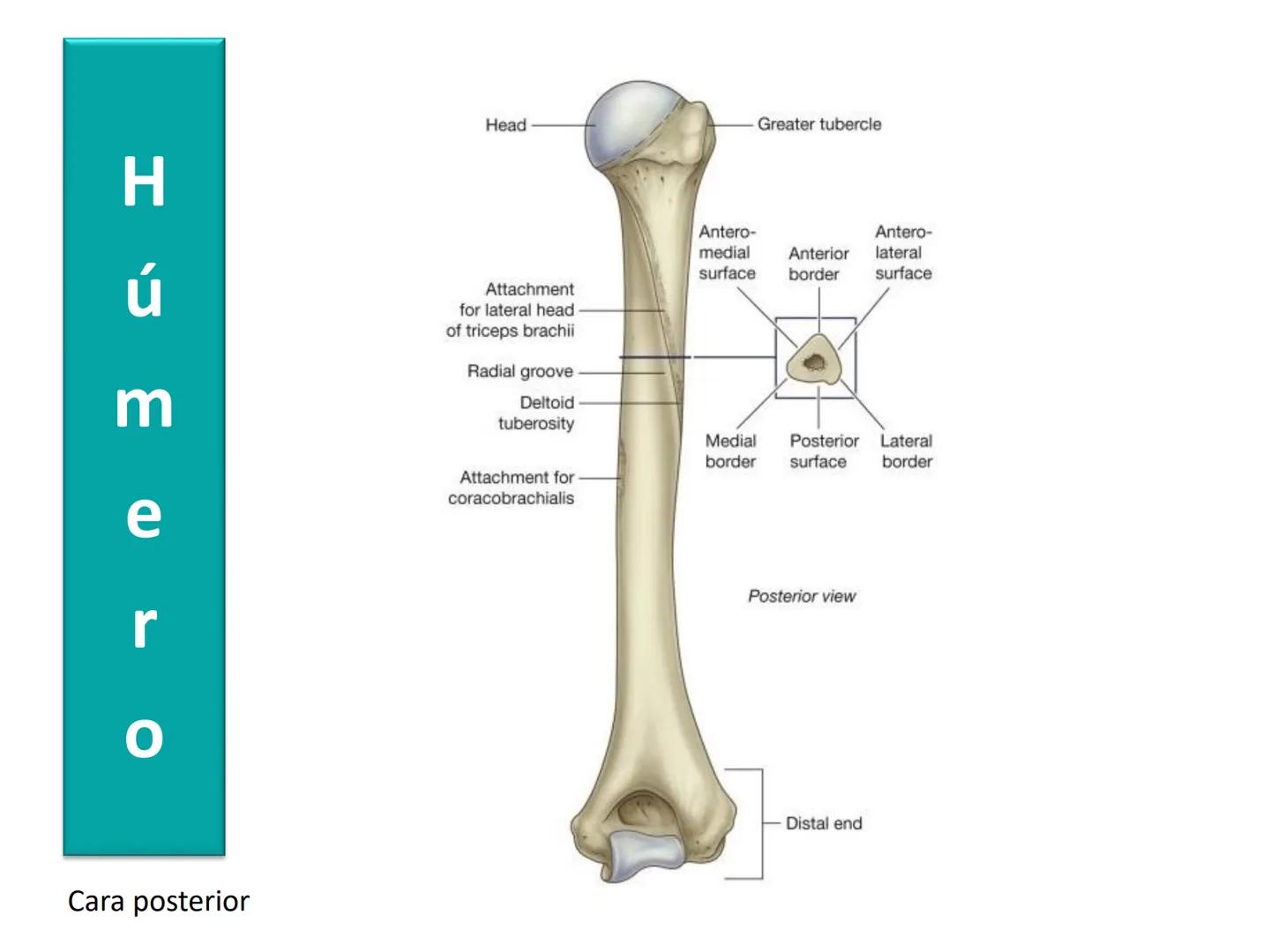 Anatomía Humana I
Extremidad superior Escápula - Anterior
Acromion
Apófisis
coracoides
Cavidad
glenoidea
Cuello
Tubérculo
intraglenoideo
Sup
