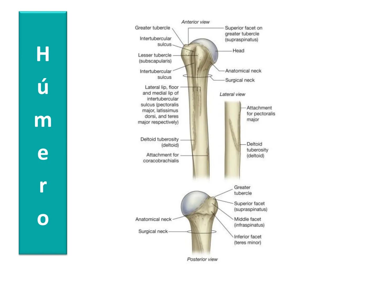 Anatomía Humana I
Extremidad superior Escápula - Anterior
Acromion
Apófisis
coracoides
Cavidad
glenoidea
Cuello
Tubérculo
intraglenoideo
Sup