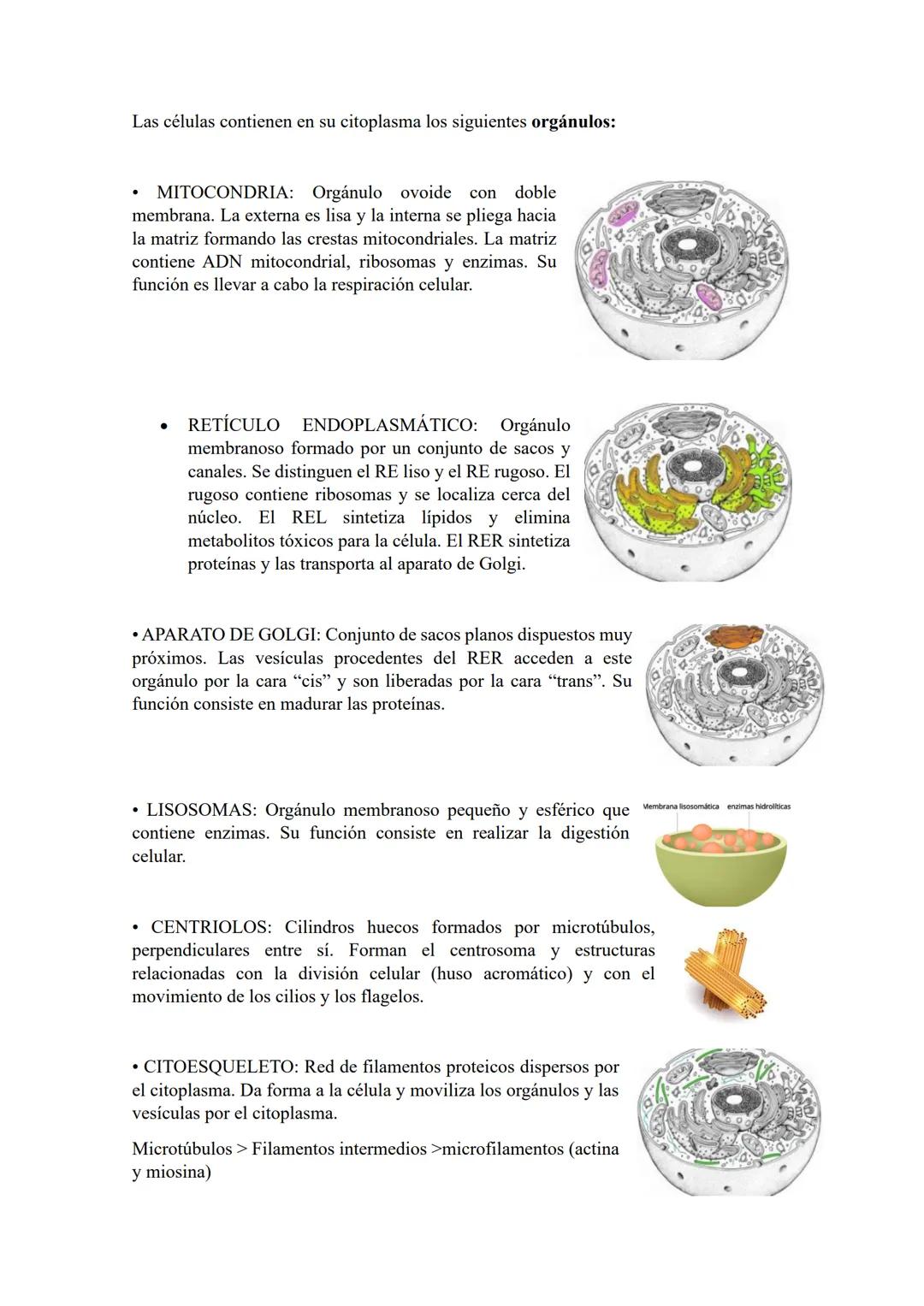 TEMA 2: ORGANIZACIÓN BÁSICA
DEL CUERPO HUMANO.
LOS NIVELES DE ORGANIZACIÓN DEL CUERPO HUMANO.
Se denomina nivel de organización a cada uno d