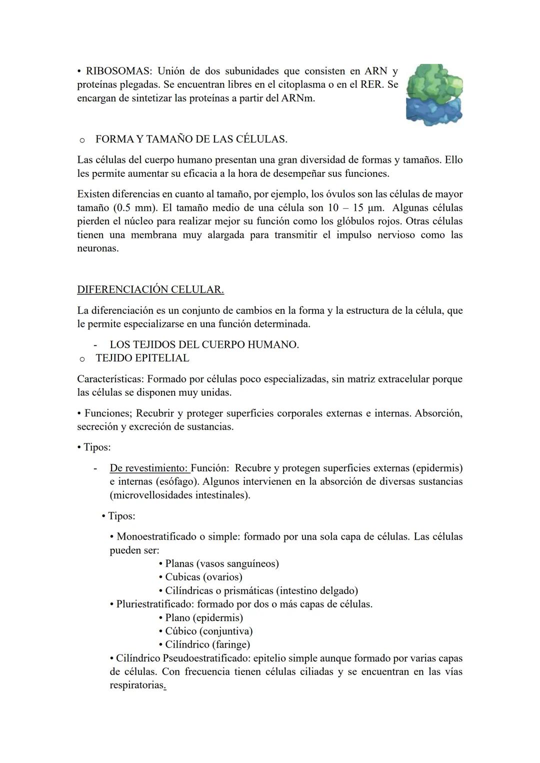 TEMA 2: ORGANIZACIÓN BÁSICA
DEL CUERPO HUMANO.
LOS NIVELES DE ORGANIZACIÓN DEL CUERPO HUMANO.
Se denomina nivel de organización a cada uno d