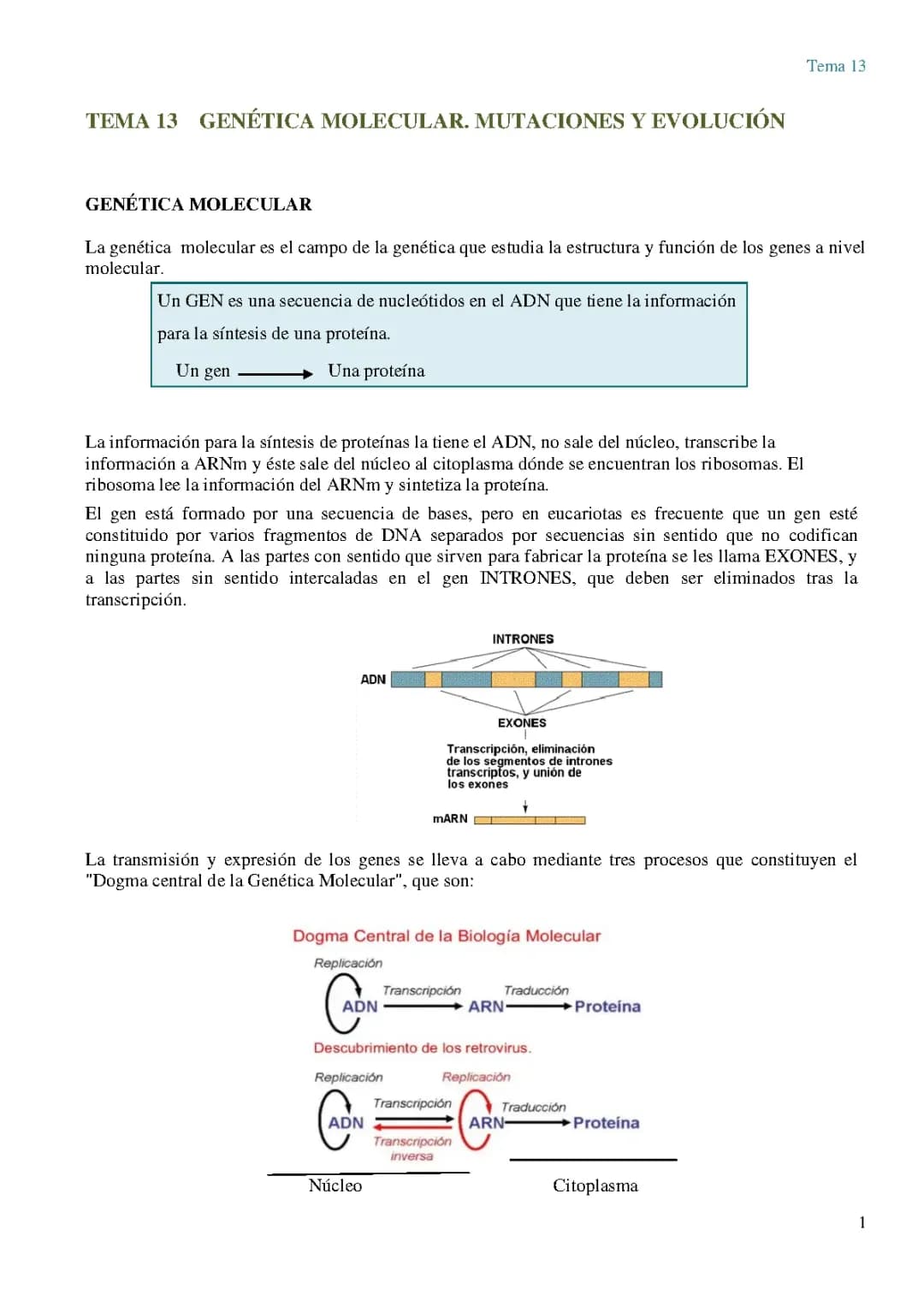 Genética