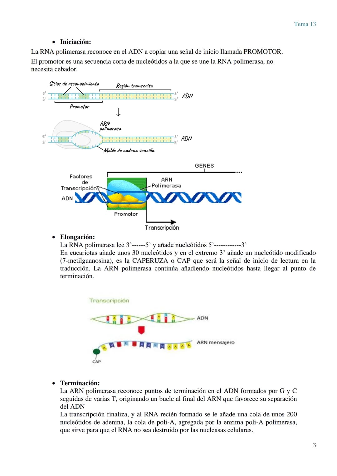 TEMA 13 GENÉTICA MOLECULAR. MUTACIONES Y EVOLUCIÓN
GENÉTICA MOLECULAR
La genética molecular es el campo de la genética que estudia la estruc