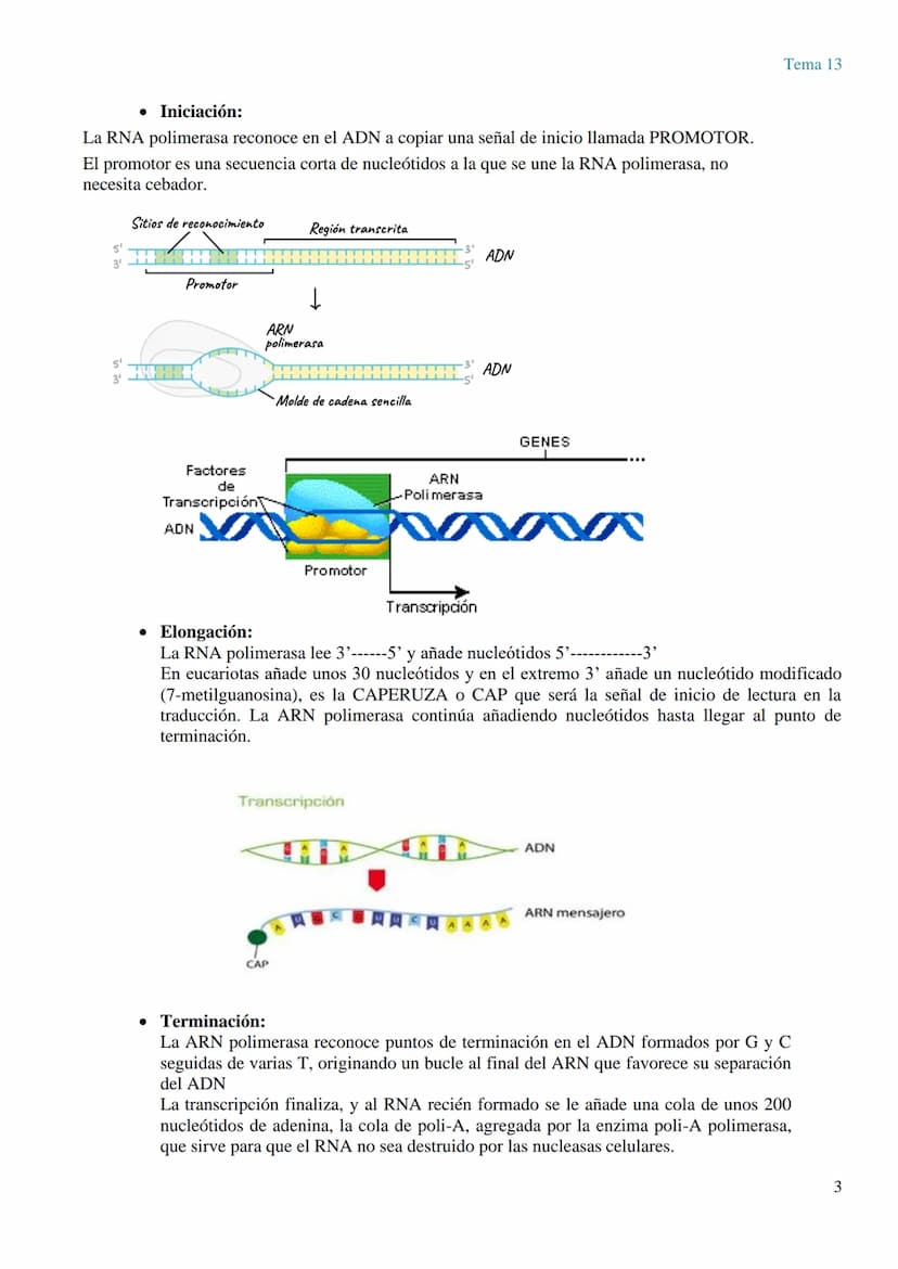 TEMA 13 GENÉTICA MOLECULAR. MUTACIONES Y EVOLUCIÓN
GENÉTICA MOLECULAR
La genética molecular es el campo de la genética que estudia la estruc