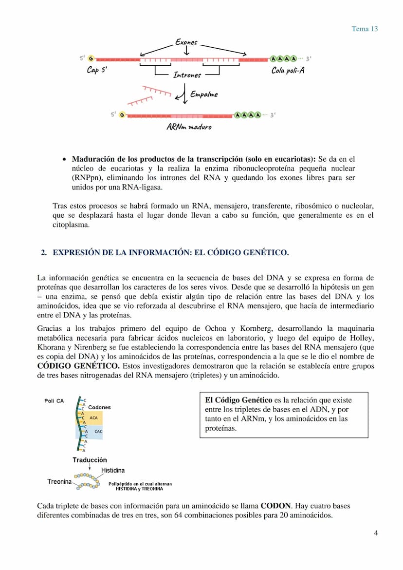TEMA 13 GENÉTICA MOLECULAR. MUTACIONES Y EVOLUCIÓN
GENÉTICA MOLECULAR
La genética molecular es el campo de la genética que estudia la estruc
