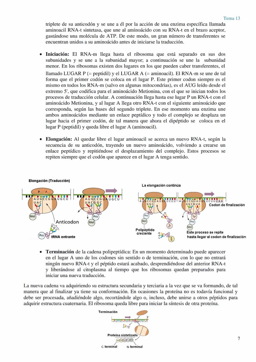 TEMA 13 GENÉTICA MOLECULAR. MUTACIONES Y EVOLUCIÓN
GENÉTICA MOLECULAR
La genética molecular es el campo de la genética que estudia la estruc