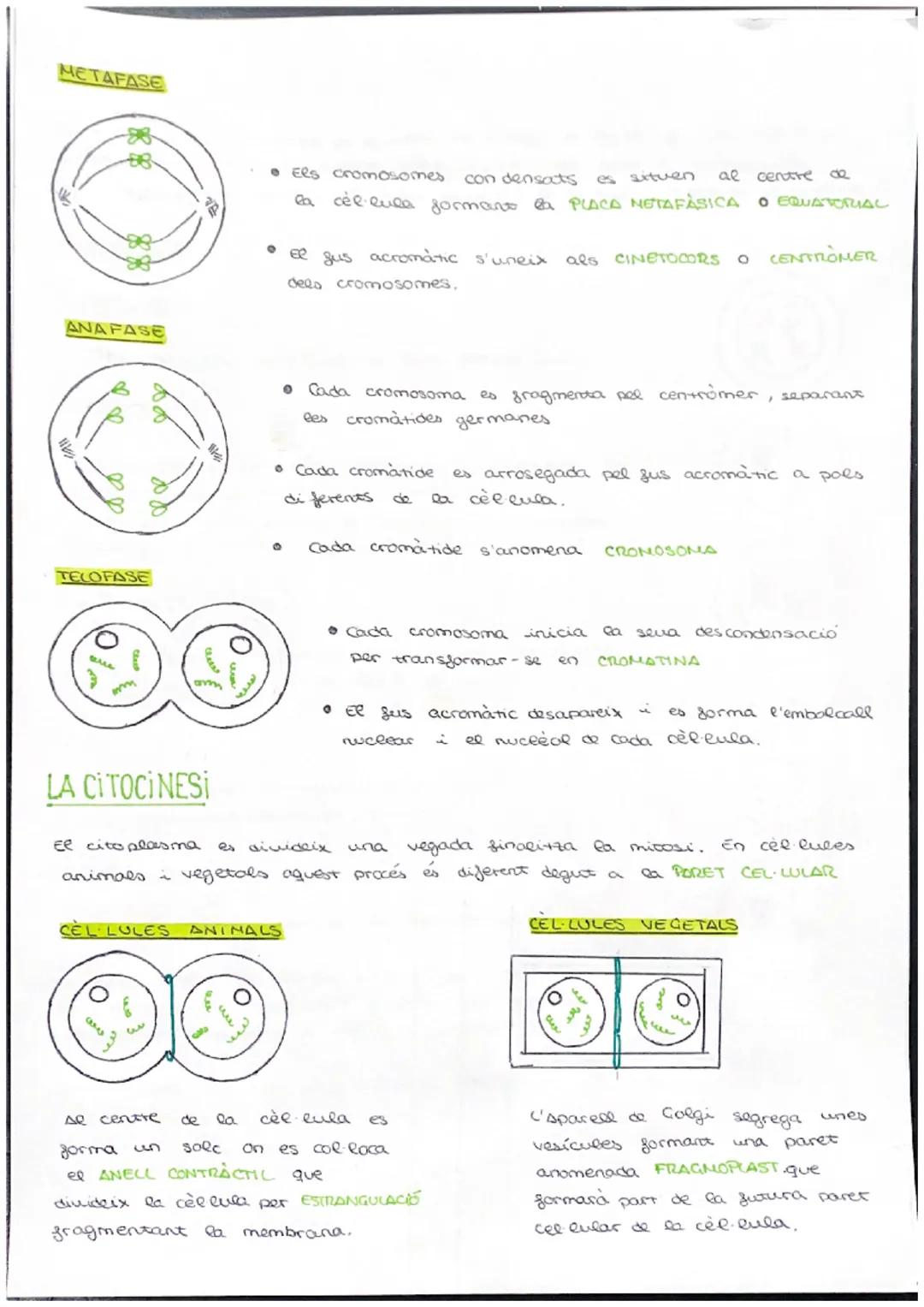 # CICLE CELLULAR

VOCABULARI

CROMATINA material format per largs silaments d'ADN associas a unes
proteines anomenades histones. (cèl·lula e