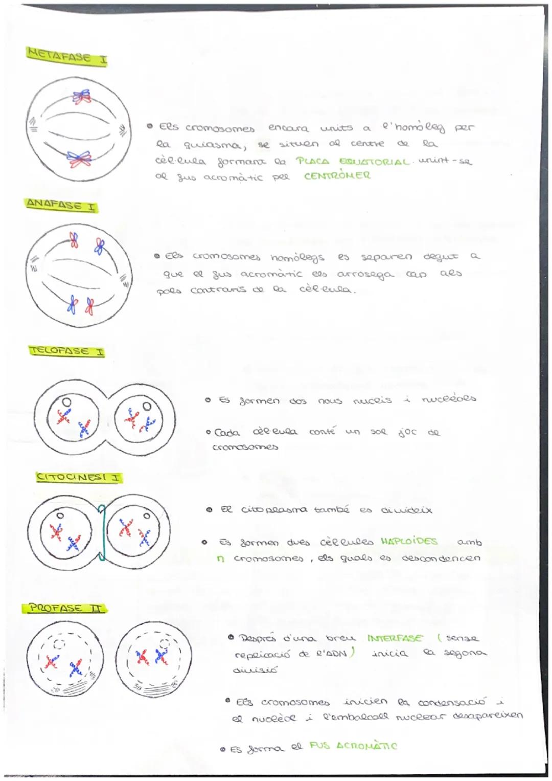 # CICLE CELLULAR

VOCABULARI

CROMATINA material format per largs silaments d'ADN associas a unes
proteines anomenades histones. (cèl·lula e