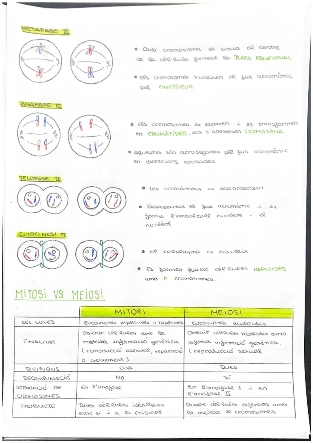 # CICLE CELLULAR

VOCABULARI

CROMATINA material format per largs silaments d'ADN associas a unes
proteines anomenades histones. (cèl·lula e