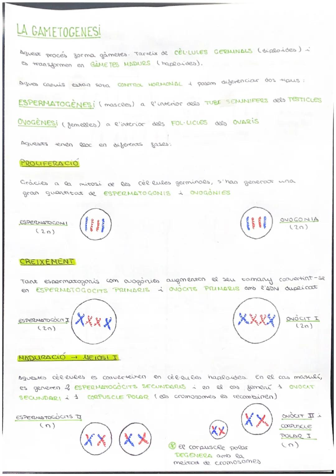 # CICLE CELLULAR

VOCABULARI

CROMATINA material format per largs silaments d'ADN associas a unes
proteines anomenades histones. (cèl·lula e