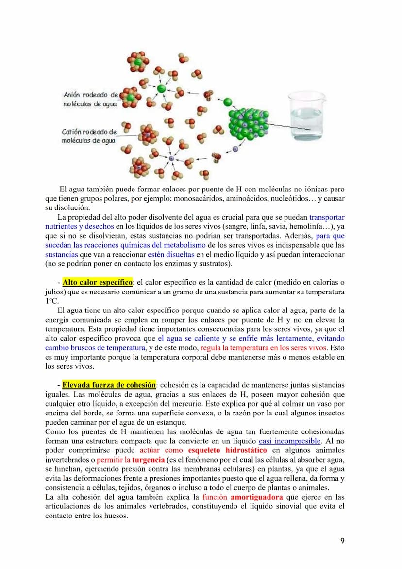 TEMA 1: BIOELEMENTOS Y BIOMOLÉCULAS. EL AGUA Y LAS SALES
MINERALES.
1.- Bioelementos: Concepto y Clasificación.
2.- Biomoléculas: Concepto y