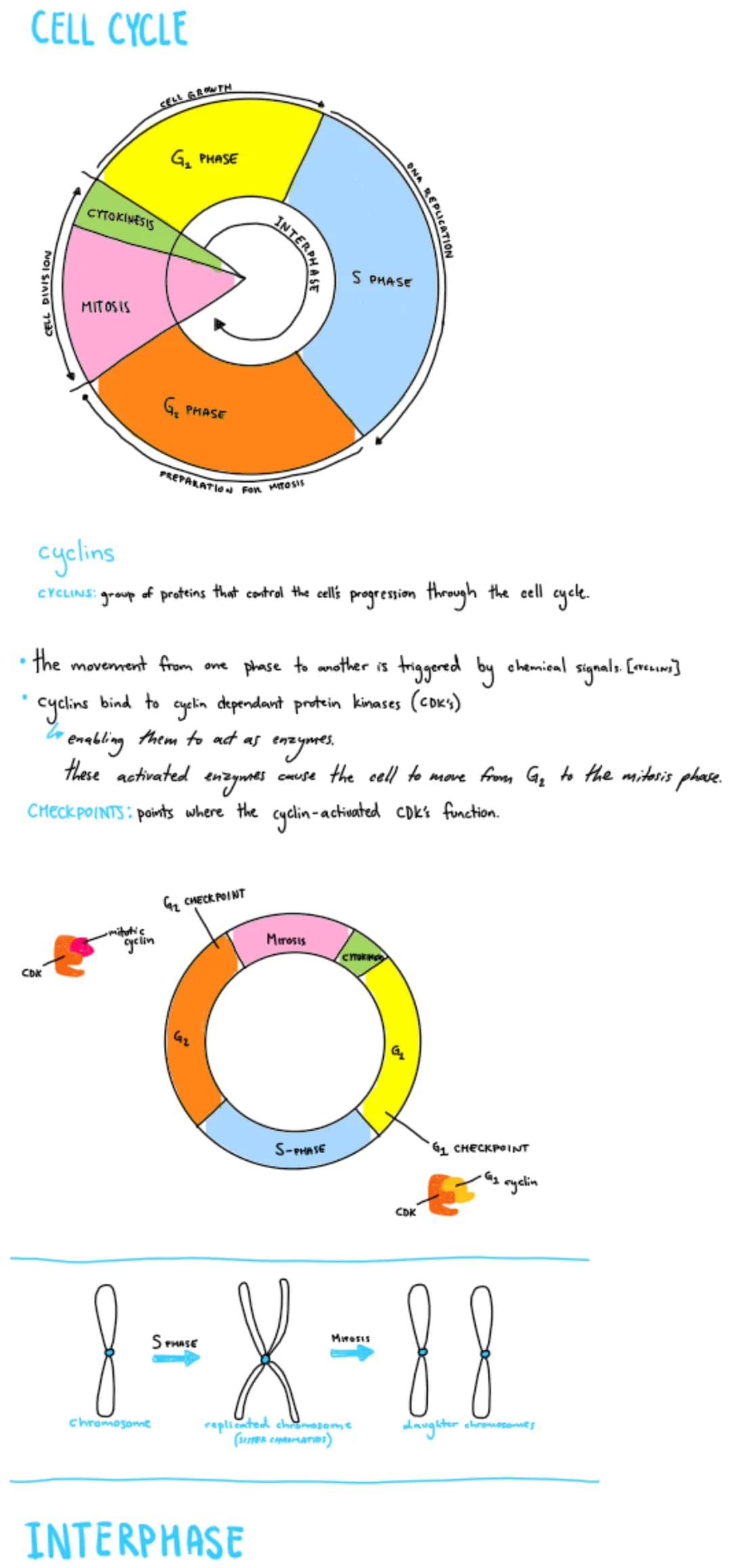 ●
.
CELL CYCLE
NOSTAL 135
CYTOKINESIS
MITOSIS
CDK
CELL GROWTH
G₂ PHASE
mitotic
G₂ PHASE
cyclins
CYCLINS: group of proteins that control the 