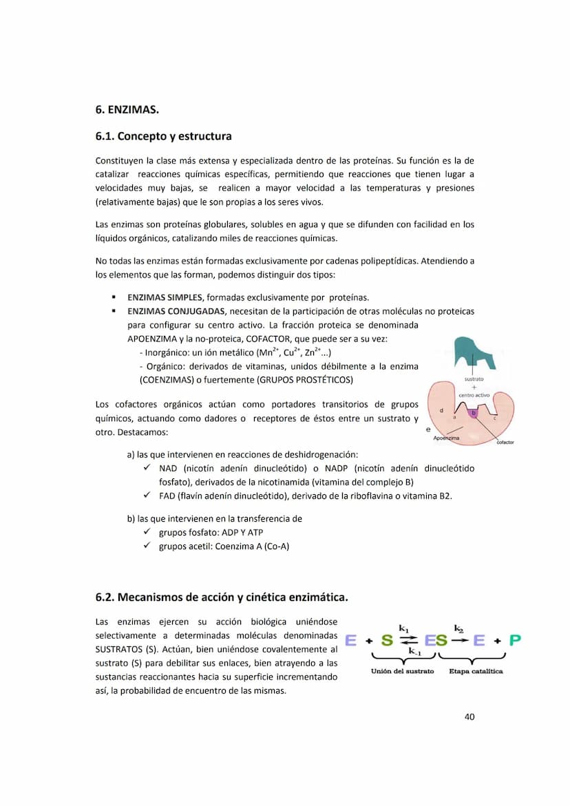 5. PROTEÍNAS
5.1. Concepto e importancia biológica
Las proteínas son macromoléculas presentes en todos los tejidos. Son las moléculas que
cu