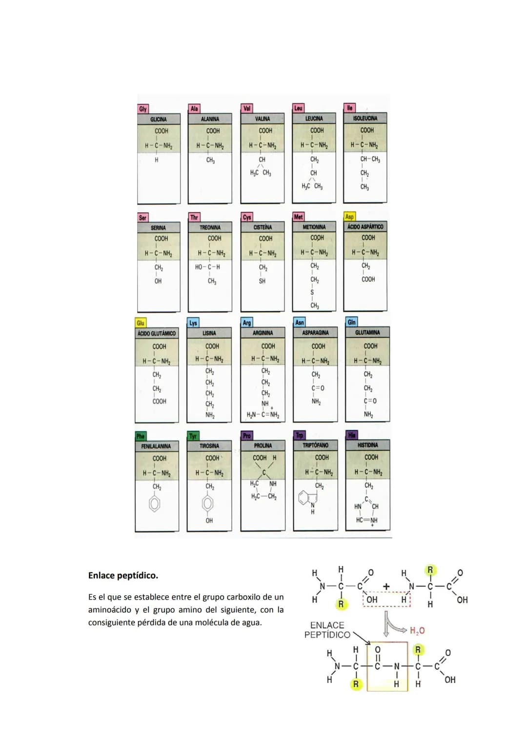 5. PROTEÍNAS
5.1. Concepto e importancia biológica
Las proteínas son macromoléculas presentes en todos los tejidos. Son las moléculas que
cu