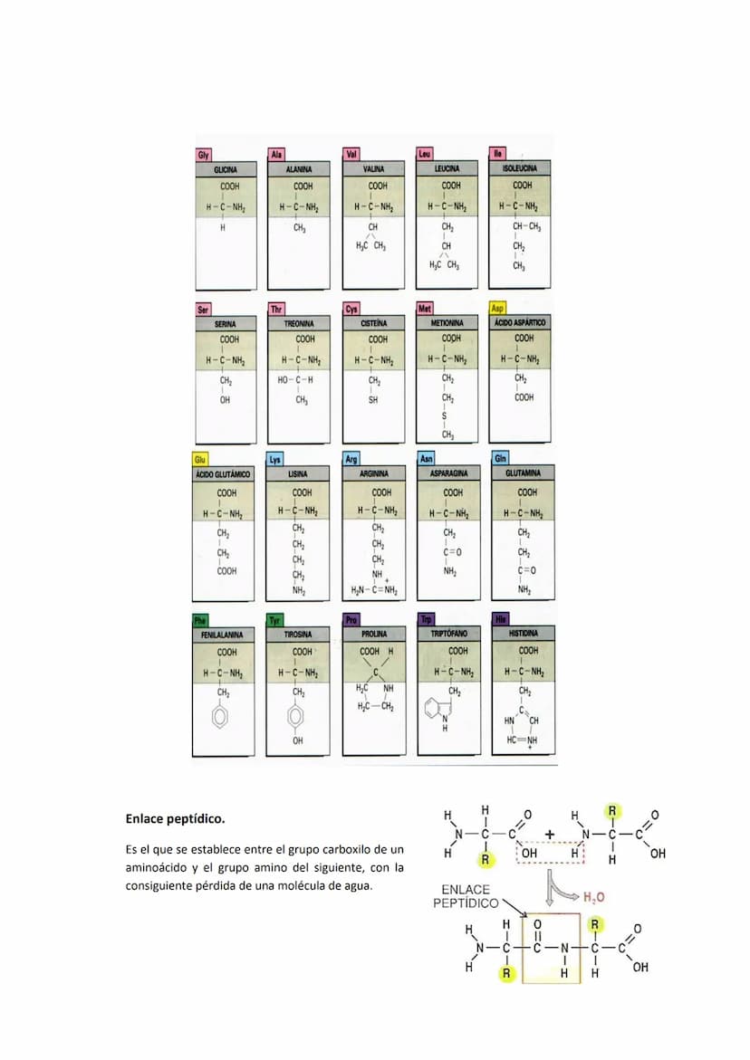 5. PROTEÍNAS
5.1. Concepto e importancia biológica
Las proteínas son macromoléculas presentes en todos los tejidos. Son las moléculas que
cu
