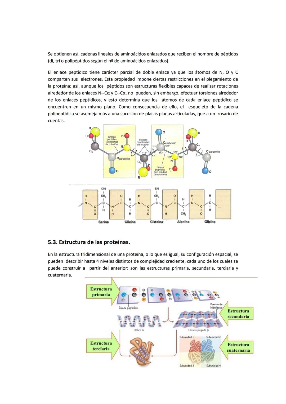 5. PROTEÍNAS
5.1. Concepto e importancia biológica
Las proteínas son macromoléculas presentes en todos los tejidos. Son las moléculas que
cu