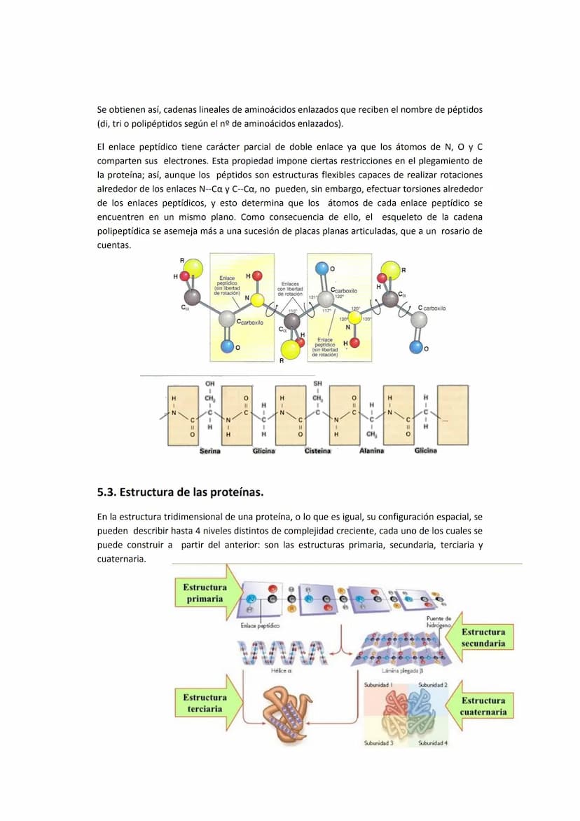 5. PROTEÍNAS
5.1. Concepto e importancia biológica
Las proteínas son macromoléculas presentes en todos los tejidos. Son las moléculas que
cu