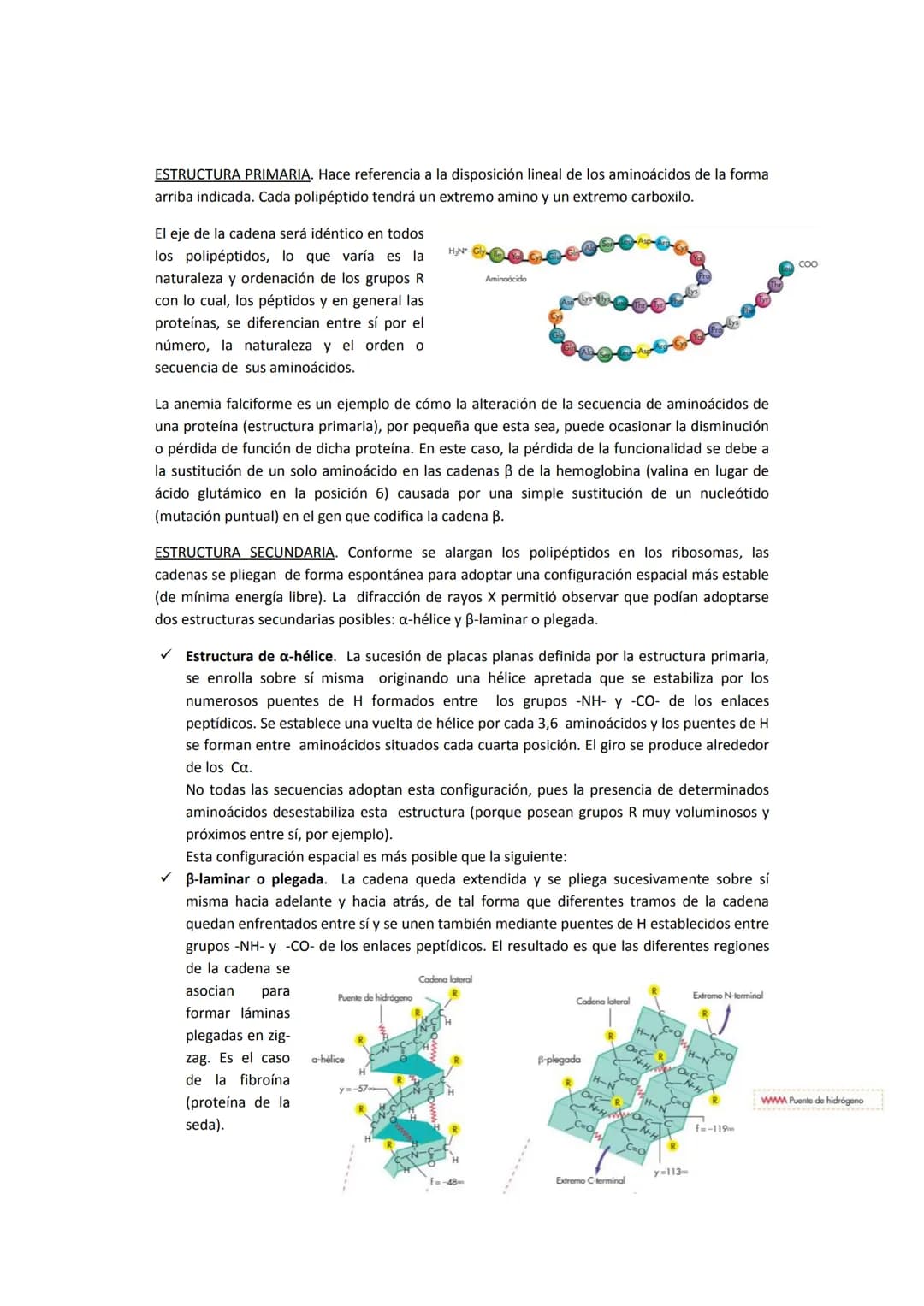 5. PROTEÍNAS
5.1. Concepto e importancia biológica
Las proteínas son macromoléculas presentes en todos los tejidos. Son las moléculas que
cu
