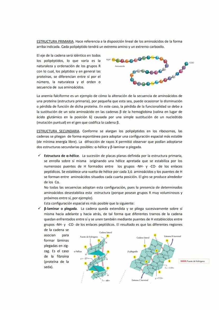 5. PROTEÍNAS
5.1. Concepto e importancia biológica
Las proteínas son macromoléculas presentes en todos los tejidos. Son las moléculas que
cu
