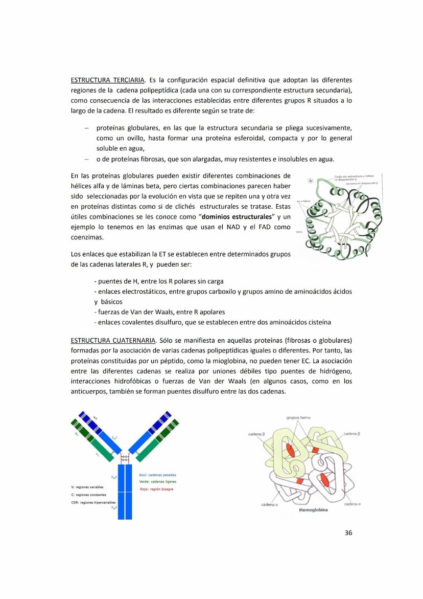 5. PROTEÍNAS
5.1. Concepto e importancia biológica
Las proteínas son macromoléculas presentes en todos los tejidos. Son las moléculas que
cu
