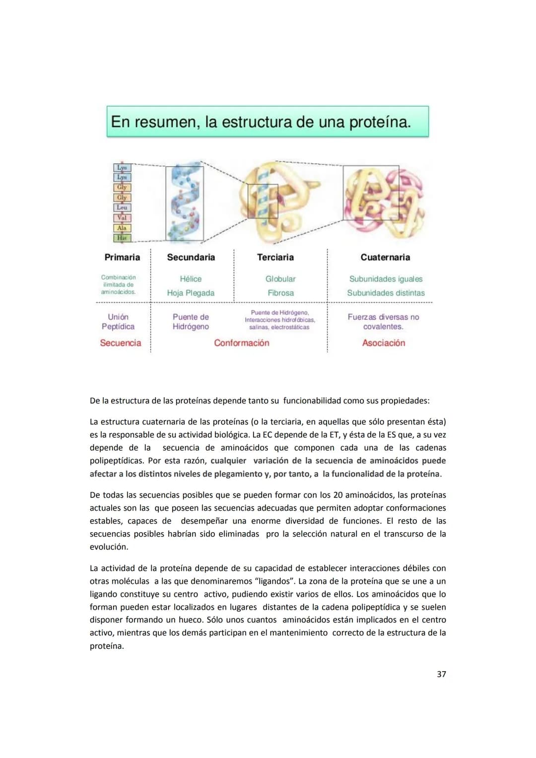 5. PROTEÍNAS
5.1. Concepto e importancia biológica
Las proteínas son macromoléculas presentes en todos los tejidos. Son las moléculas que
cu
