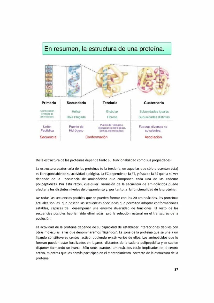 5. PROTEÍNAS
5.1. Concepto e importancia biológica
Las proteínas son macromoléculas presentes en todos los tejidos. Son las moléculas que
cu