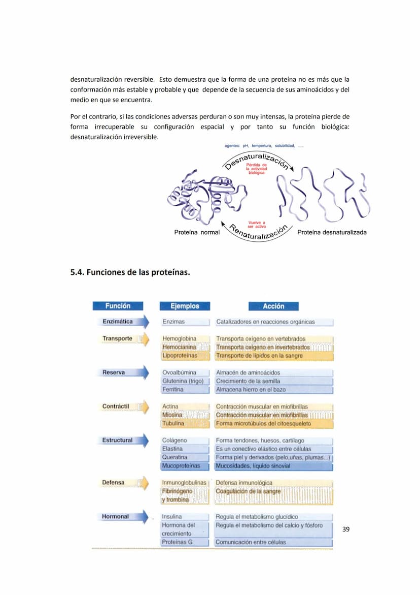 5. PROTEÍNAS
5.1. Concepto e importancia biológica
Las proteínas son macromoléculas presentes en todos los tejidos. Son las moléculas que
cu